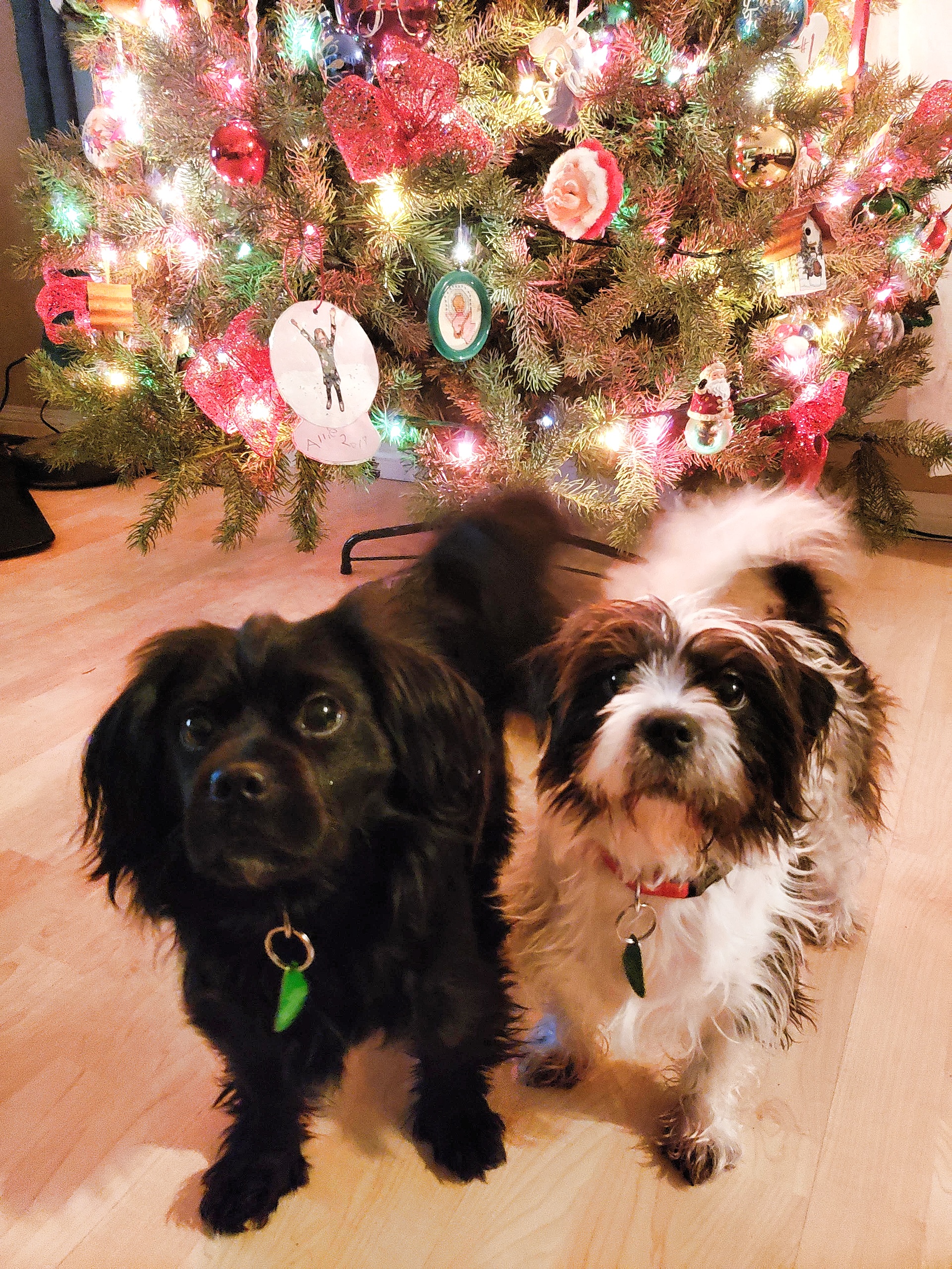 Roxy and Blackie by the christmas tree